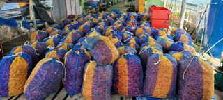 이균영님의 고추 · 영농일지 작성글 사진