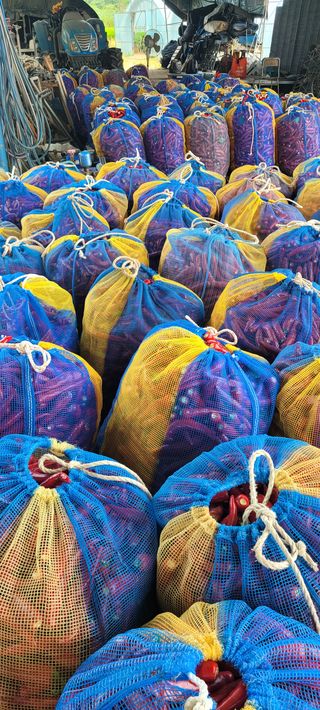 이균영님의 고추 · 영농일지 작성글 사진