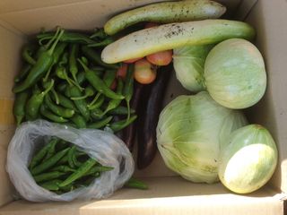 양국헌님의 토마토 · 영농일지 작성글 사진