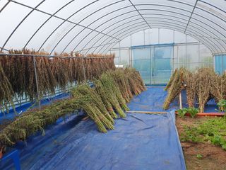 구봉갑산님의 참깨 · 자유게시판 작성글 사진