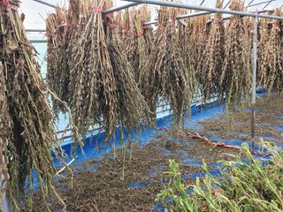 구봉갑산님의 참깨 · 자유게시판 작성글 사진