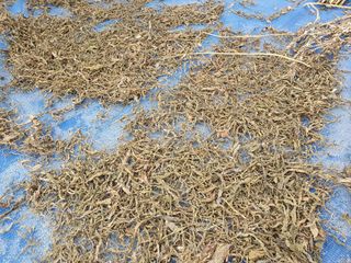 구봉갑산님의 참깨 · 자유게시판 작성글 사진