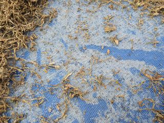 구봉갑산님의 참깨 · 자유게시판 작성글 사진