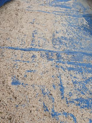 구봉갑산님의 참깨 · 자유게시판 작성글 사진