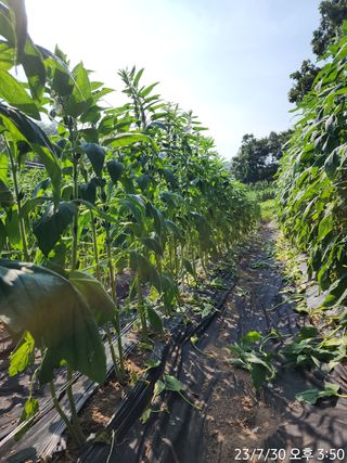 정병무님의 참깨 · 자유게시판 작성글 사진