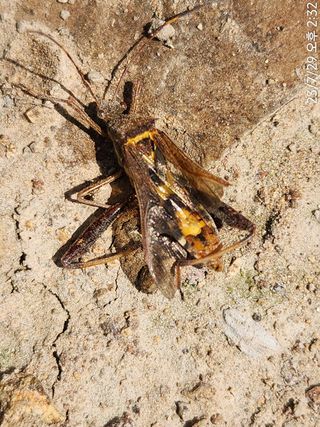 정병무님의 참깨 · 자유게시판 작성글 사진