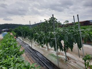 박명흠 님의 어떤 유기농자재 쓰세요? · 참여글 작성글 사진