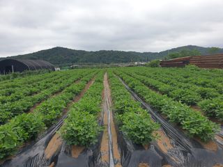 박명흠 님의 어떤 유기농자재 쓰세요? · 참여글 작성글 사진