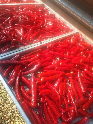 김주희님의 고추 · 영농일지 작성글 사진