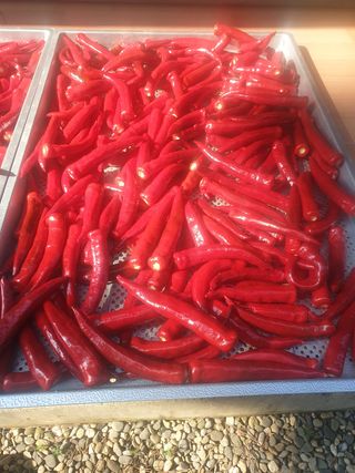 김주희님의 고추 · 영농일지 작성글 사진