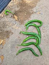 팜모닝 고추·병해충상담 게시글 이미지