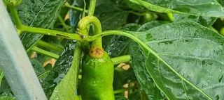 맹철영님의 고추 · 병해충상담 작성글 사진