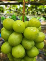 팜모닝 포도·병해충상담 게시글 이미지