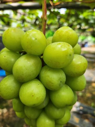 박윤수님의 포도 · 병해충상담 작성글 사진