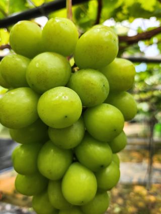 박윤수님의 포도 · 병해충상담 작성글 사진