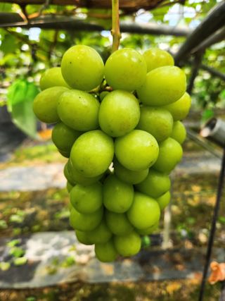 박윤수님의 포도 · 병해충상담 작성글 사진