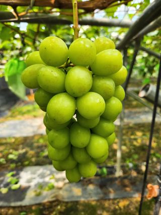 박윤수님의 포도 · 병해충상담 작성글 사진