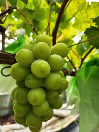 박윤수님의 포도 · 병해충상담 작성글 사진