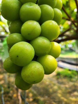 박윤수님의 포도 · 병해충상담 작성글 사진