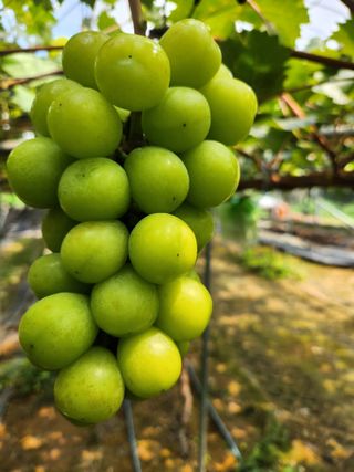 박윤수님의 포도 · 병해충상담 작성글 사진