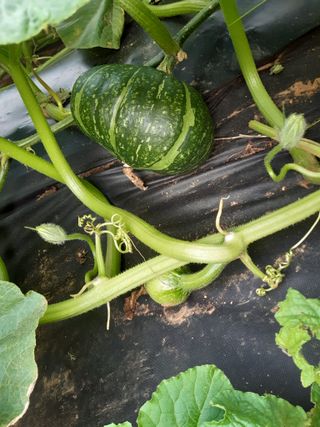 감자30692님의 자유주제 · 자유게시판 작성글 사진