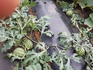 감자30692님의 자유주제 · 자유게시판 작성글 사진