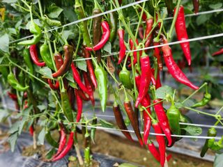 배주원님의 고추 · 수확 작성글 사진