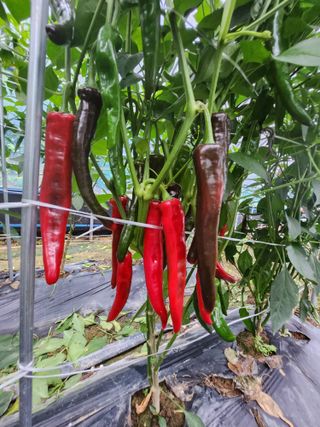 배주원님의 고추 · 수확 작성글 사진