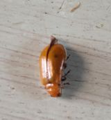 팜모닝 기타작물·병해충상담 게시글 이미지