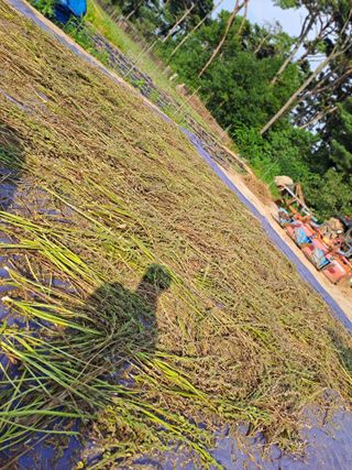곽해영님의 참깨 · 자유게시판 작성글 사진
