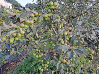 머루지기님의 사과 · 병해충상담 작성글 사진