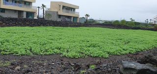 제주님의 참깨 · 자유게시판 작성글 사진