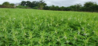 제주님의 참깨 · 자유게시판 작성글 사진