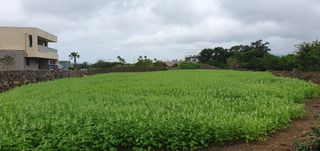 제주님의 참깨 · 자유게시판 작성글 사진