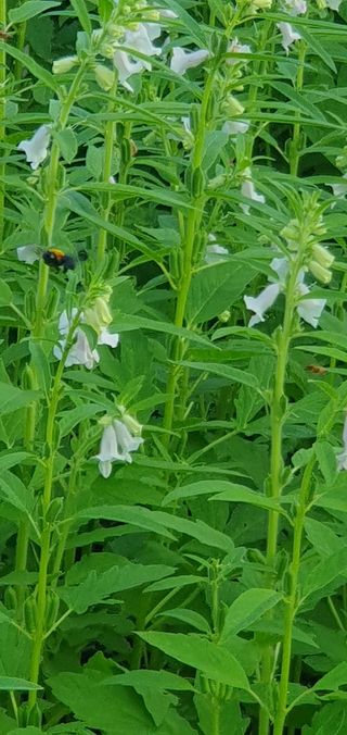 제주님의 참깨 · 자유게시판 작성글 사진