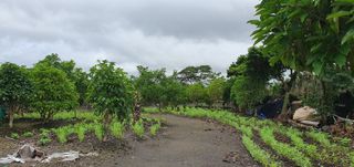 제주님의 참깨 · 자유게시판 작성글 사진