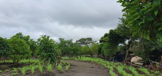 제주님의 참깨 · 자유게시판 작성글 사진