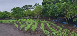 제주님의 참깨 · 자유게시판 작성글 사진