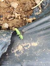 팜모닝 참깨·자유게시판 게시글 이미지