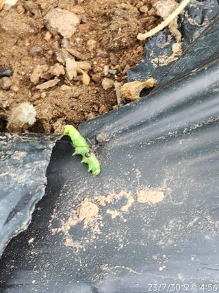 정병무님의 참깨 · 자유게시판 작성글 사진