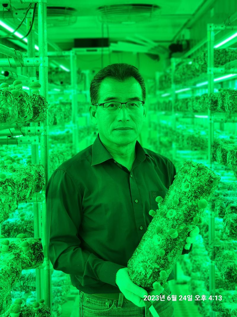 청운큐브팜(서희수)님의 장터 판매 상품 [송화버섯 1kg 단위] 첨부 사진