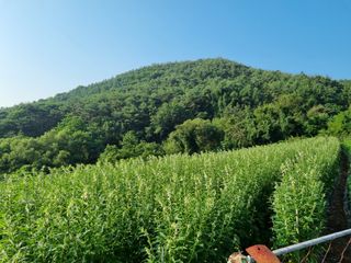 참깨6253님의 들깨 · 영농일지 작성글 사진