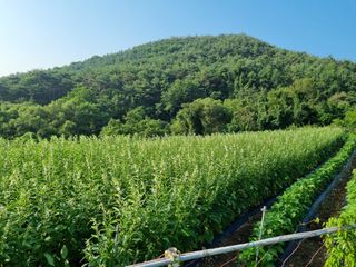 참깨6253님의 들깨 · 영농일지 작성글 사진