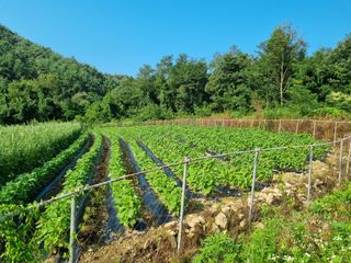 참깨6253님의 들깨 · 영농일지 작성글 사진