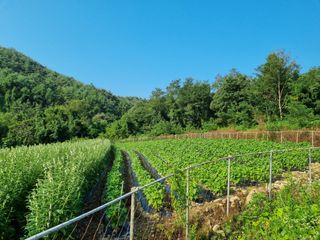 참깨6253님의 들깨 · 영농일지 작성글 사진