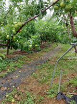 팜모닝 자두·자유게시판 게시글 이미지