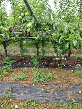 팜모닝회원 최창락 님의 자두 · 자유게시판 작성글 사진