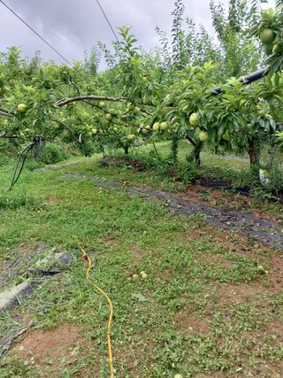 팜모닝회원 최창락 님의 자두 · 자유게시판 작성글 사진
