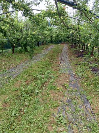 팜모닝회원 최창락 님의 자두 · 자유게시판 작성글 사진