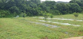 김영진님의 감 · 영농일지 작성글 사진